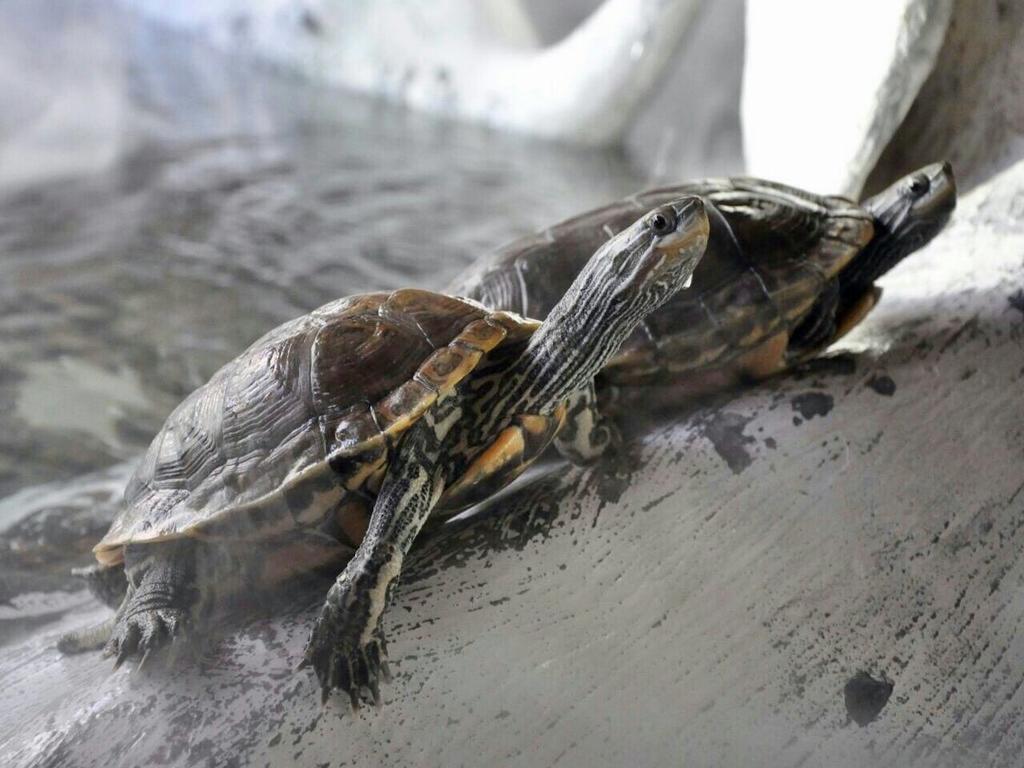Aquarium Hotel Ριάντ Εξωτερικό φωτογραφία