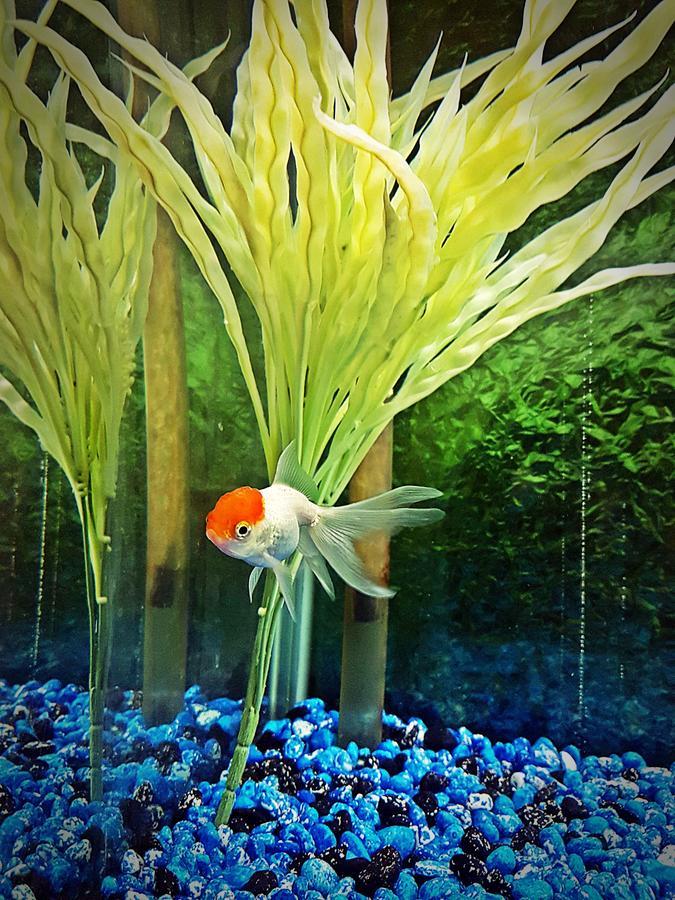 Aquarium Hotel Ριάντ Εξωτερικό φωτογραφία